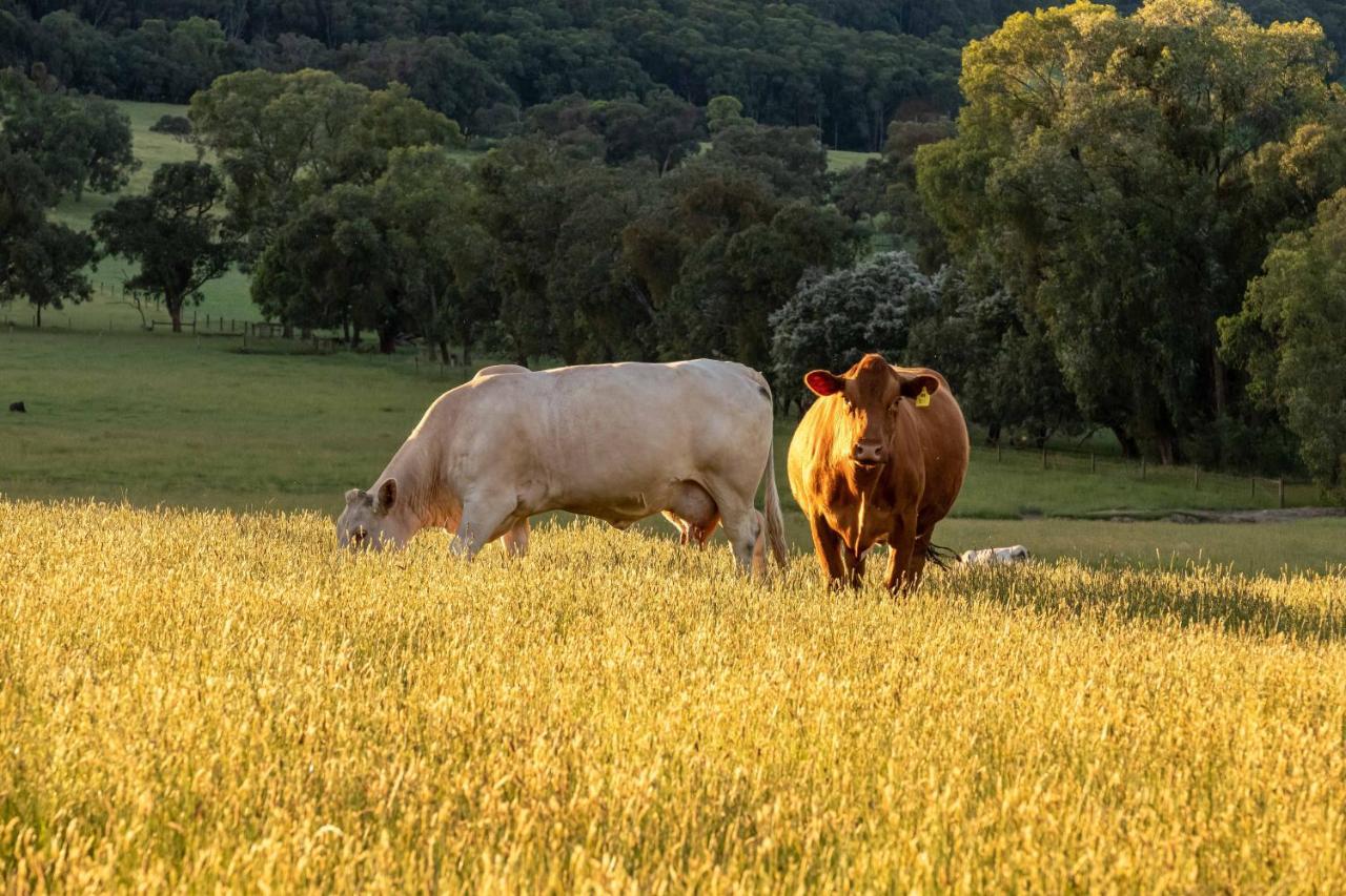 Langbrook Cottages Yarra Junction Bagian luar foto
